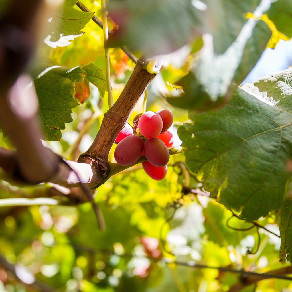 Vite da tavola Crimson Seedless