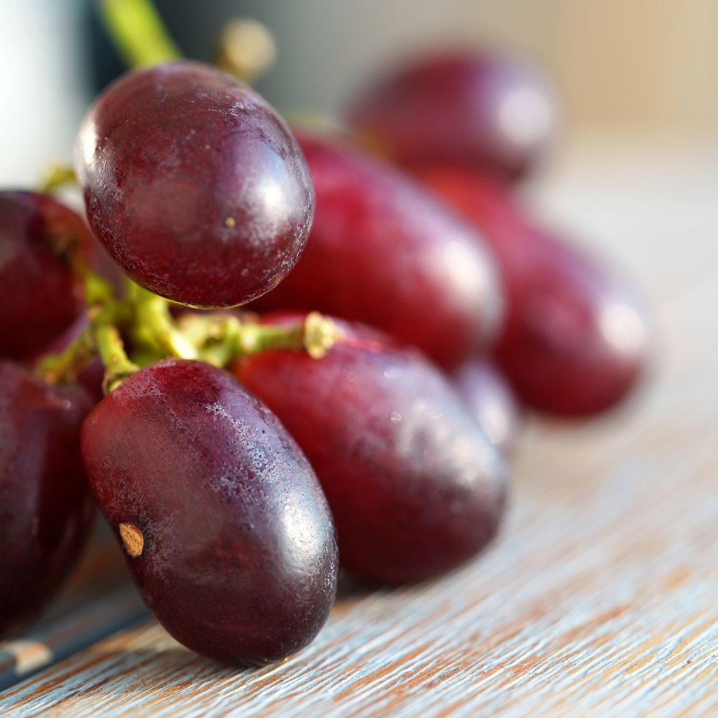 Vite da tavola Crimson Seedless