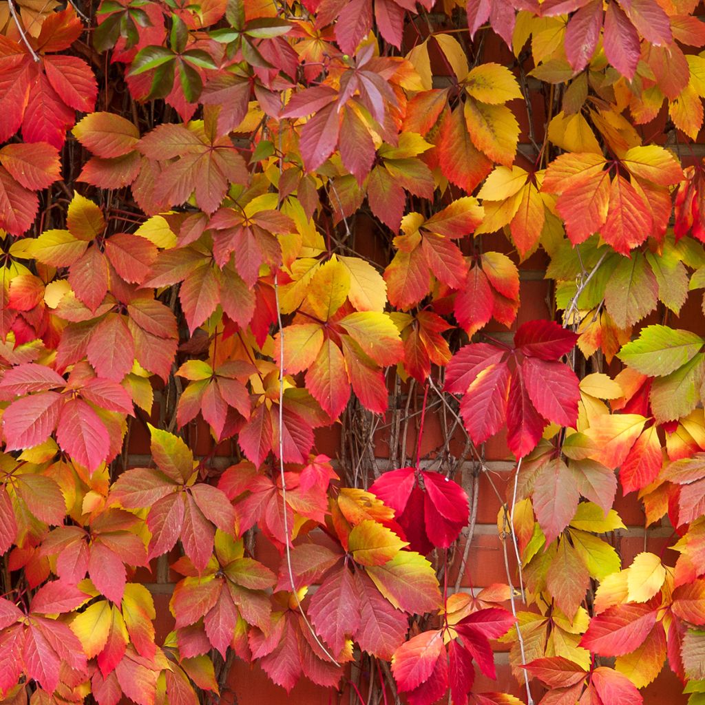 Parthenocissus viteacea - Vite inserita