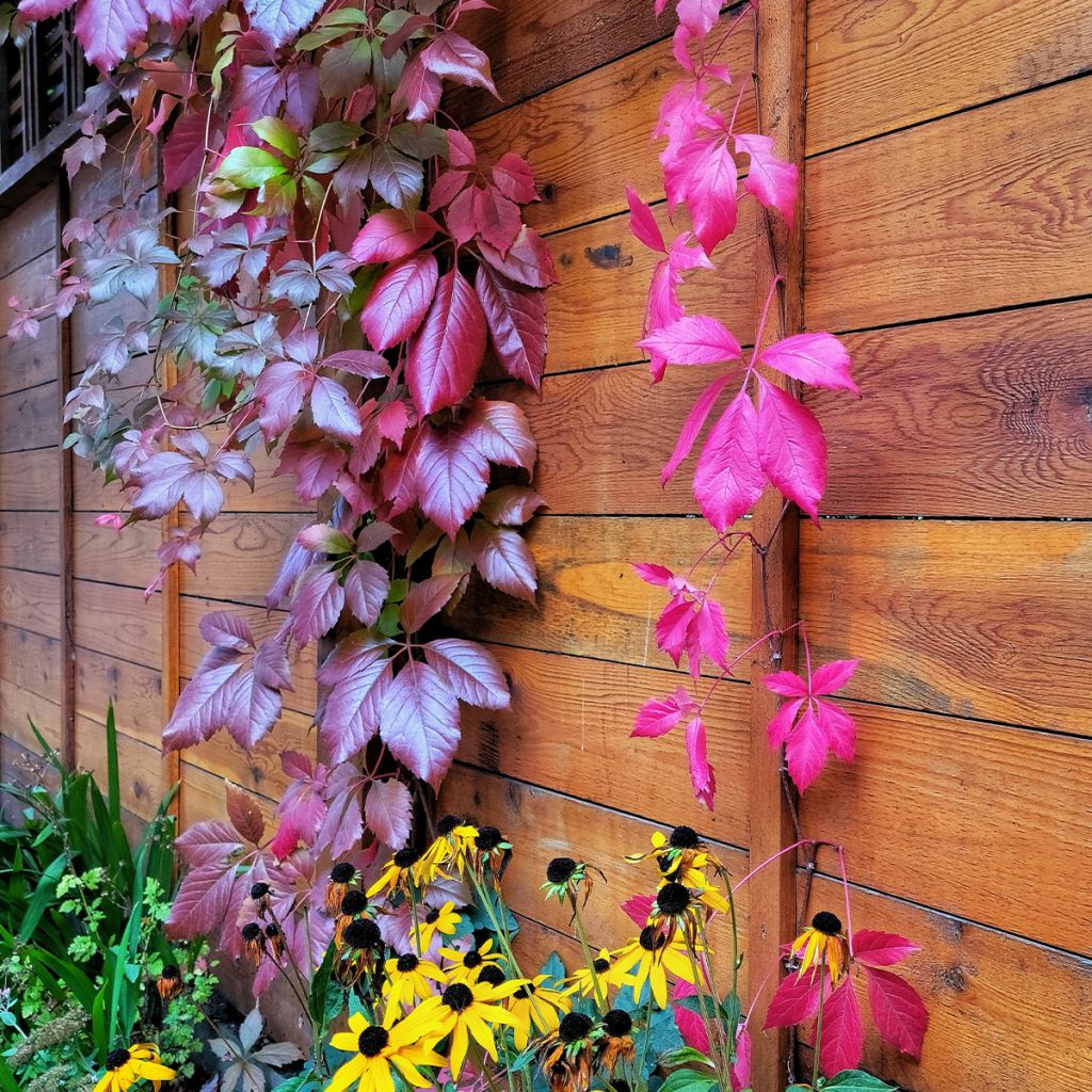 Parthenocissus viteacea - Vite inserita