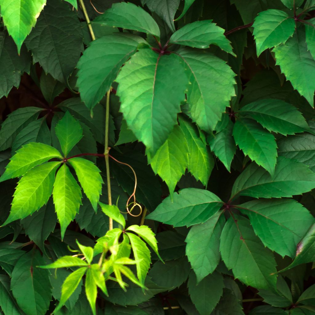 Parthenocissus viteacea - Vite inserita