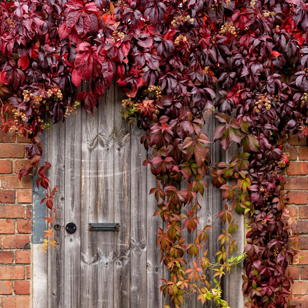 Parthenocissus viteacea - Vite inserita
