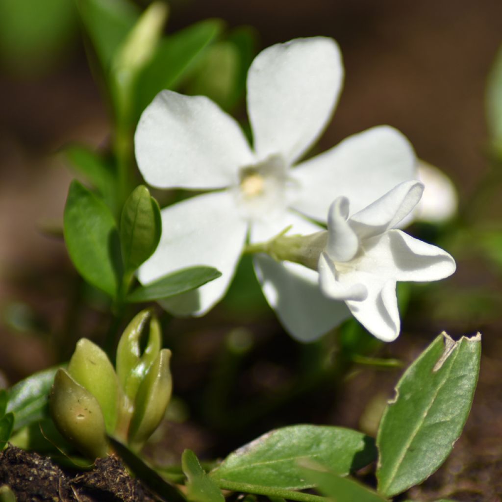 Vinca minor Elisa - Pervinca minore
