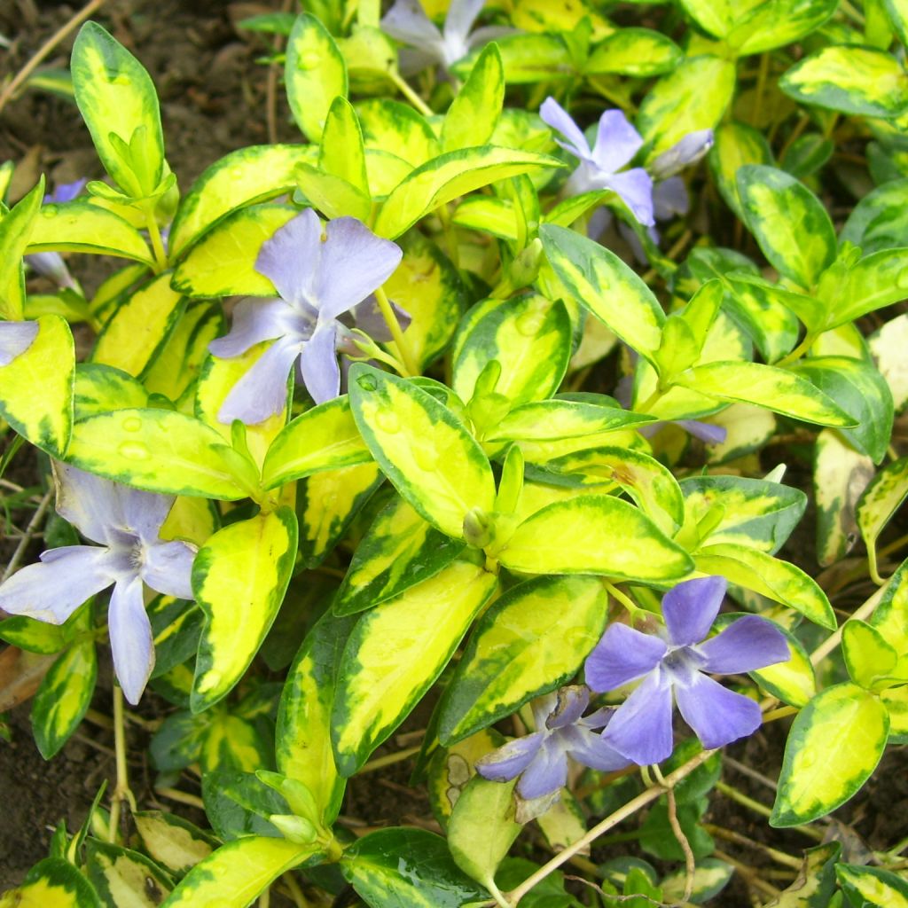 Vinca minor Illumination - Pervinca minore