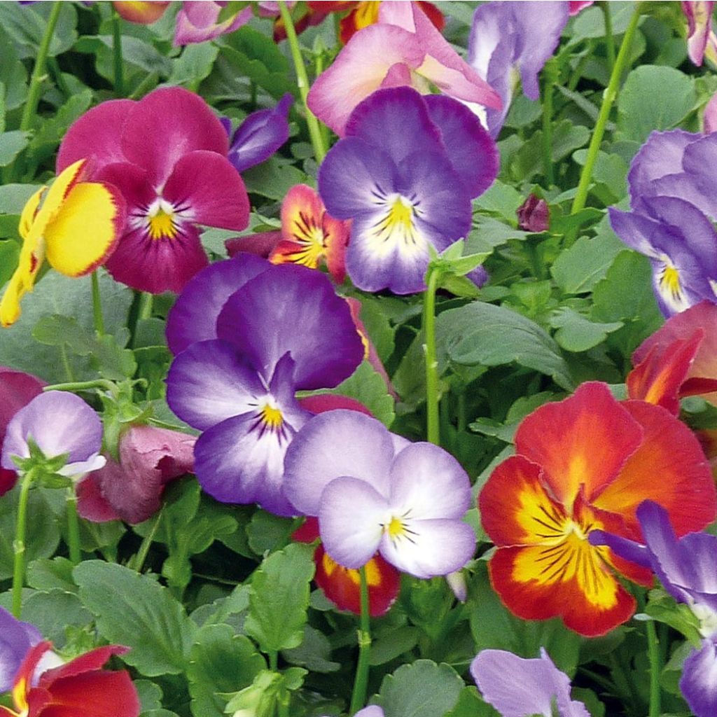 Viola Ultima Radiance F1 Mix