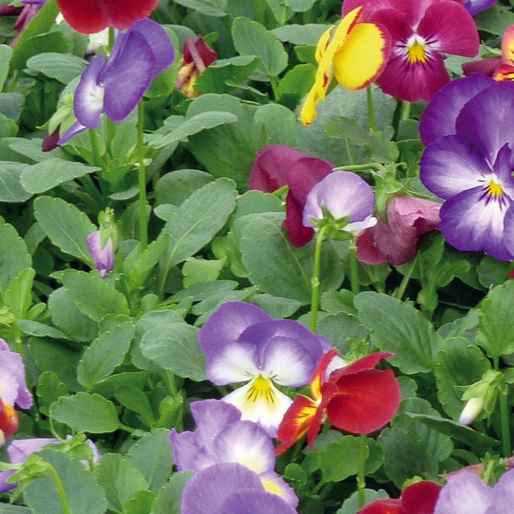 Viola Ultima Radiance F1 Mix