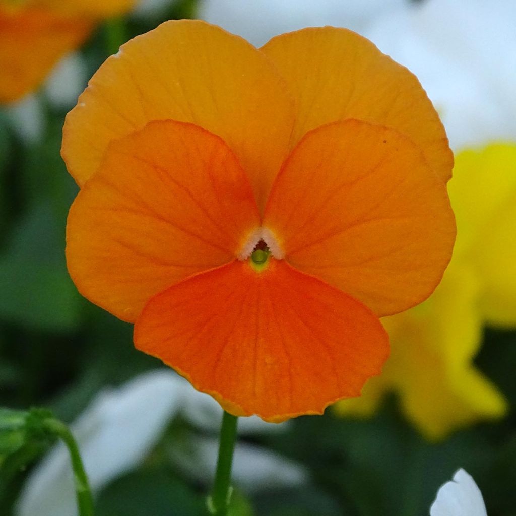 Viola cornuta F1 Prim Up Citrus Mix