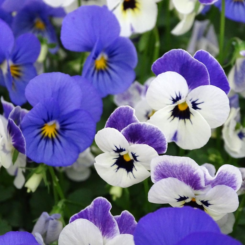 Viola cornuta Sorbet XP Blueberry Sundae