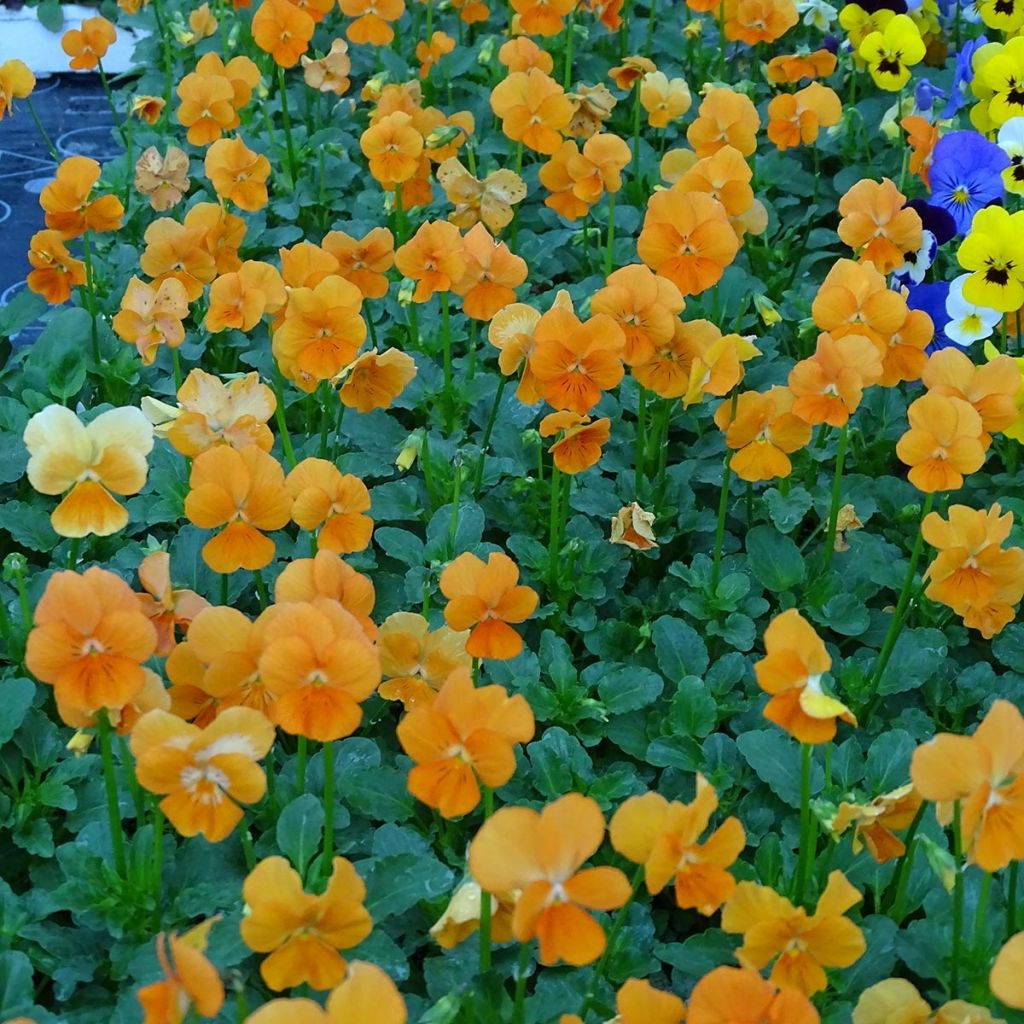 Viola cornuta F1 Penny Orange
