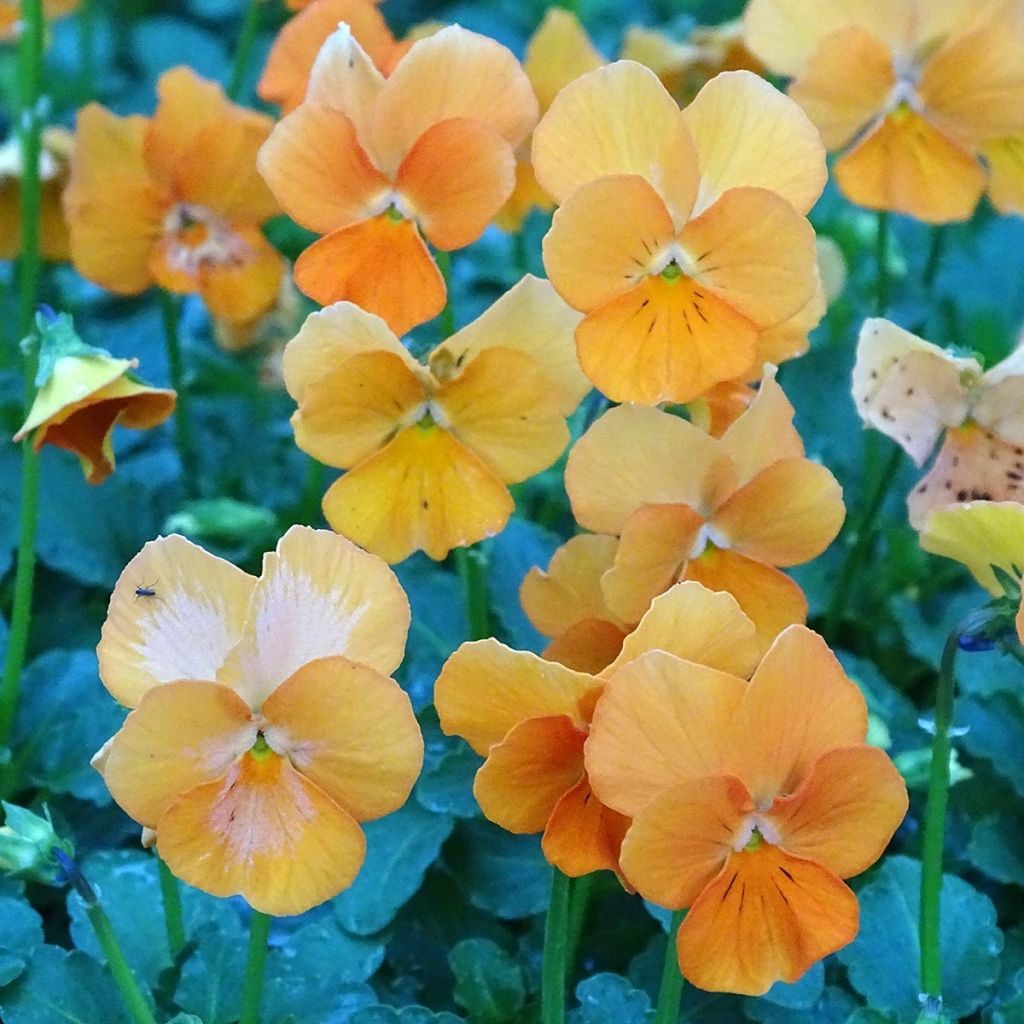 Viola cornuta F1 Penny Orange