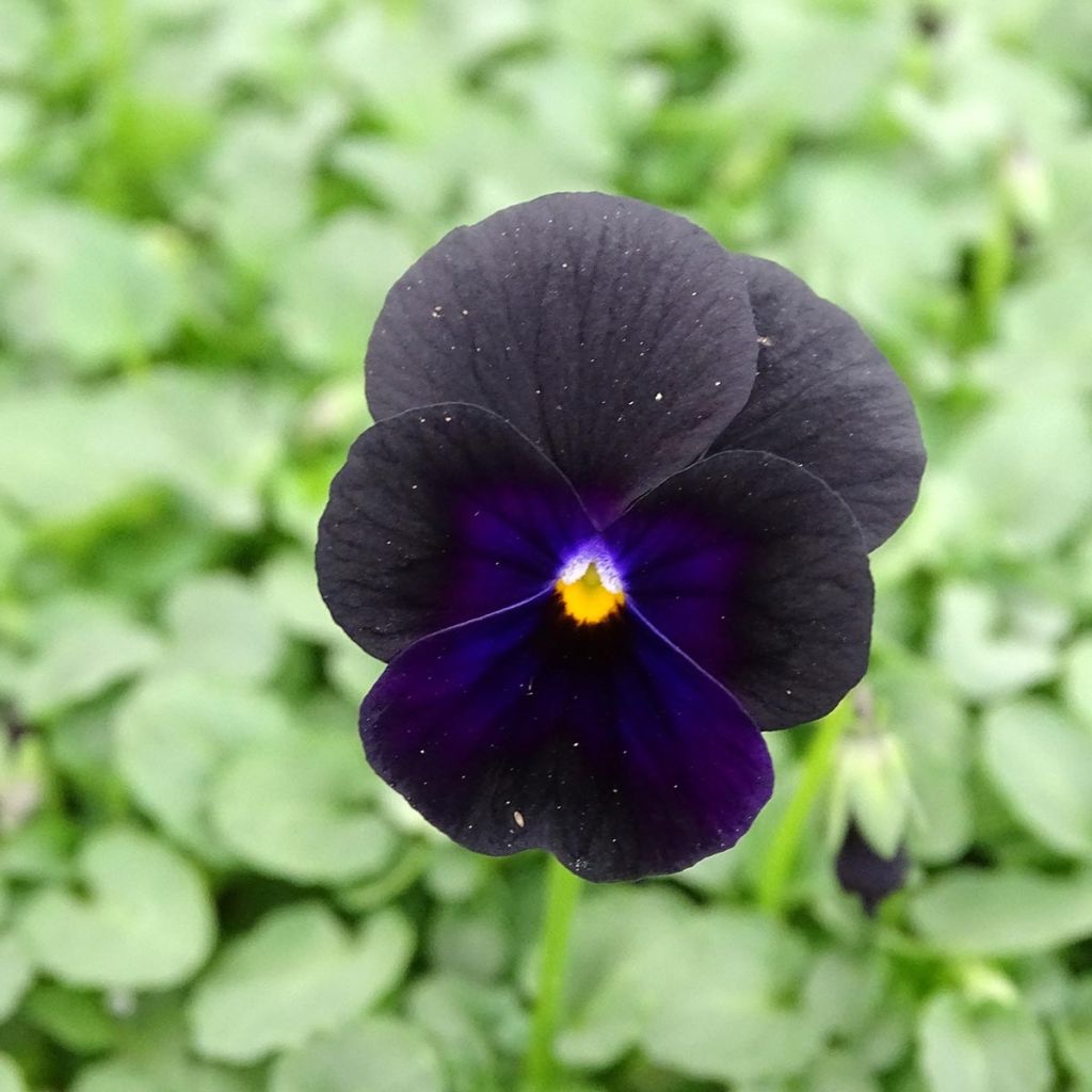 Viola cornuta F1 Sorbet Black Delight