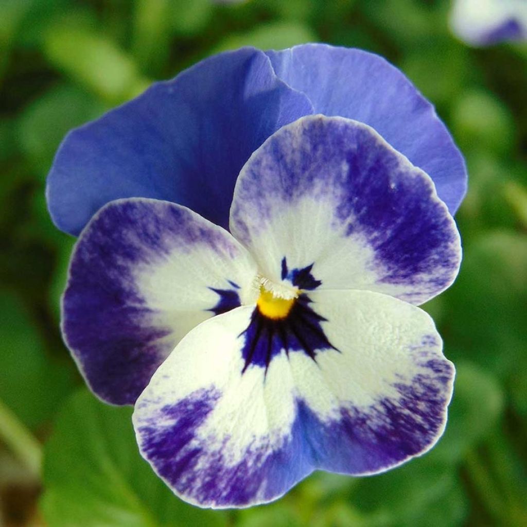 Viola cornuta Sorbet Delft Blue