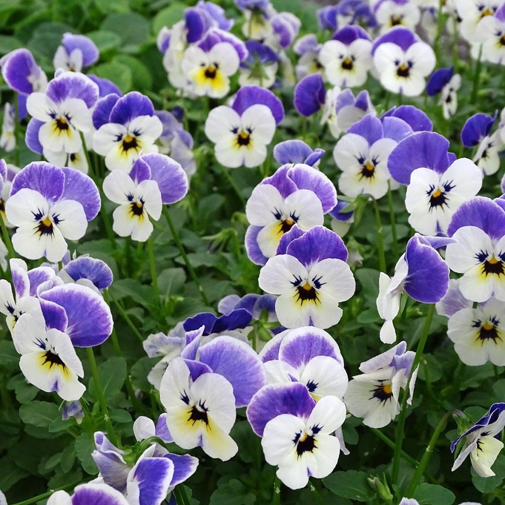 Viola cornuta Sorbet Delft Blue