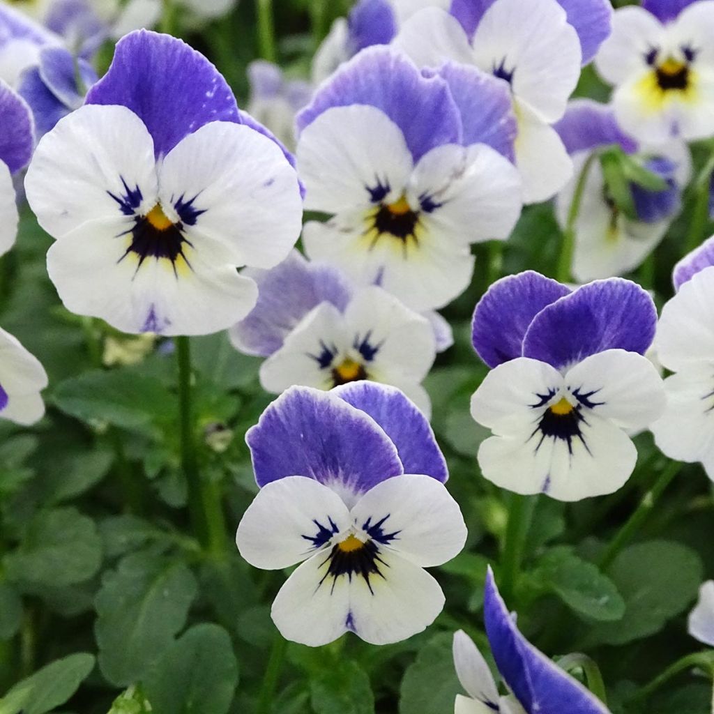 Viola cornuta Sorbet Delft Blue