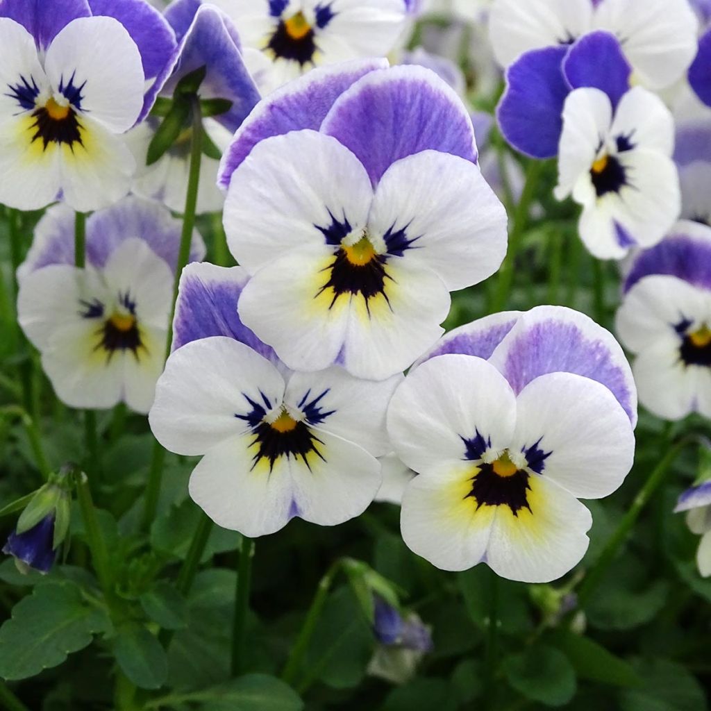 Viola cornuta Sorbet Delft Blue