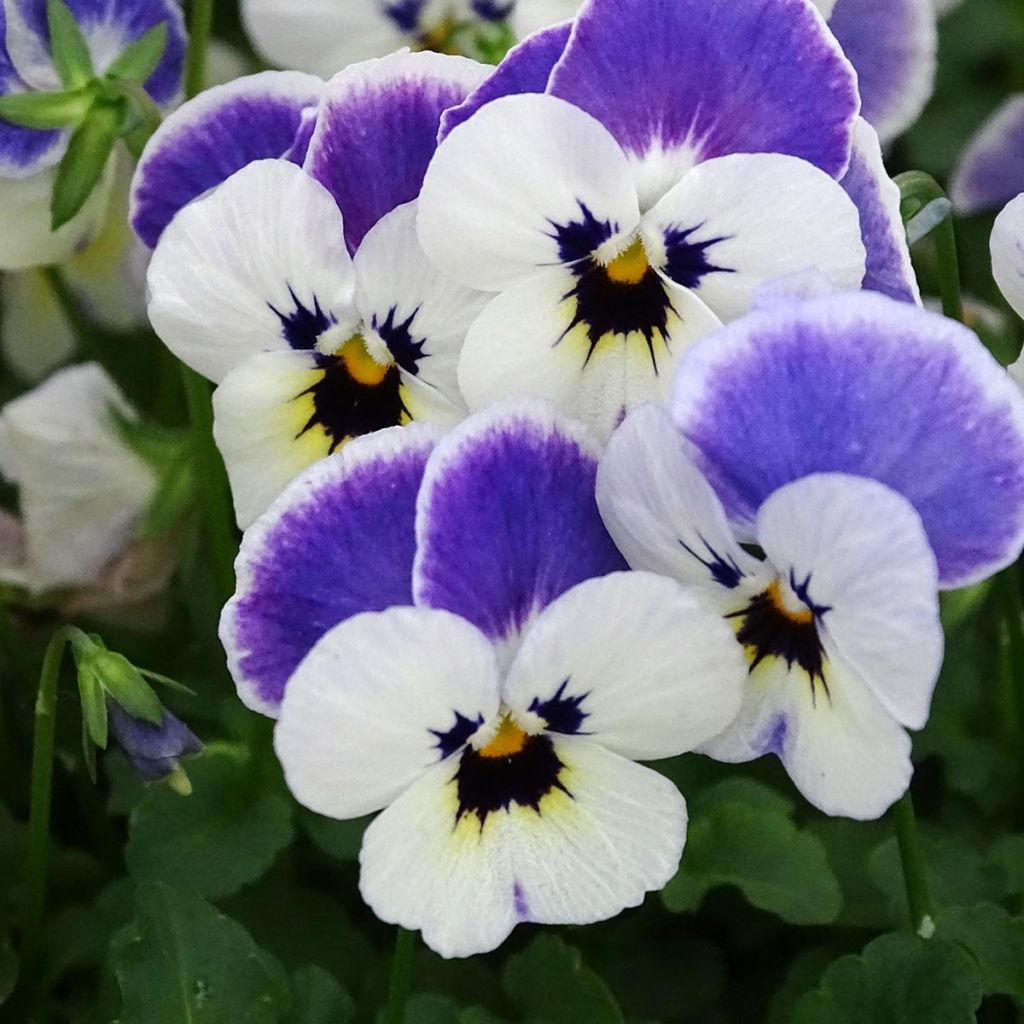 Viola cornuta Sorbet Delft Blue