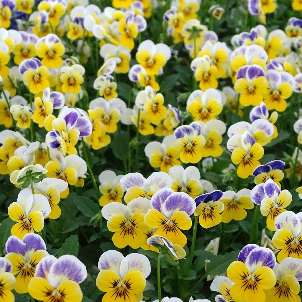 Viola cornuta Yellow Blue Jump-Up