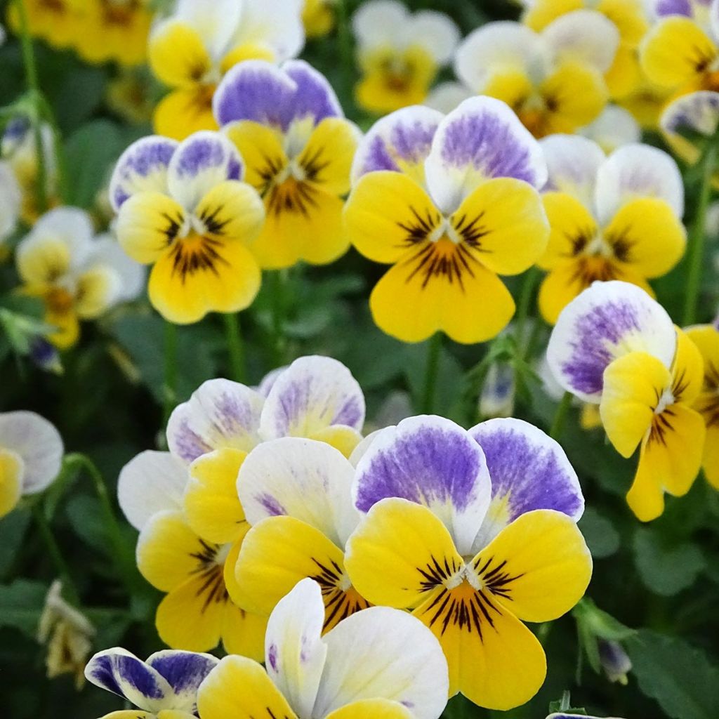 Viola cornuta Yellow Blue Jump-Up
