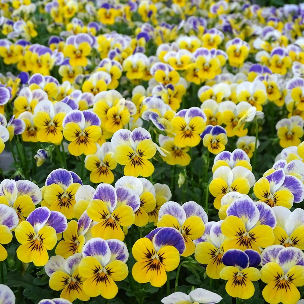 Viola cornuta Yellow Blue Jump-Up