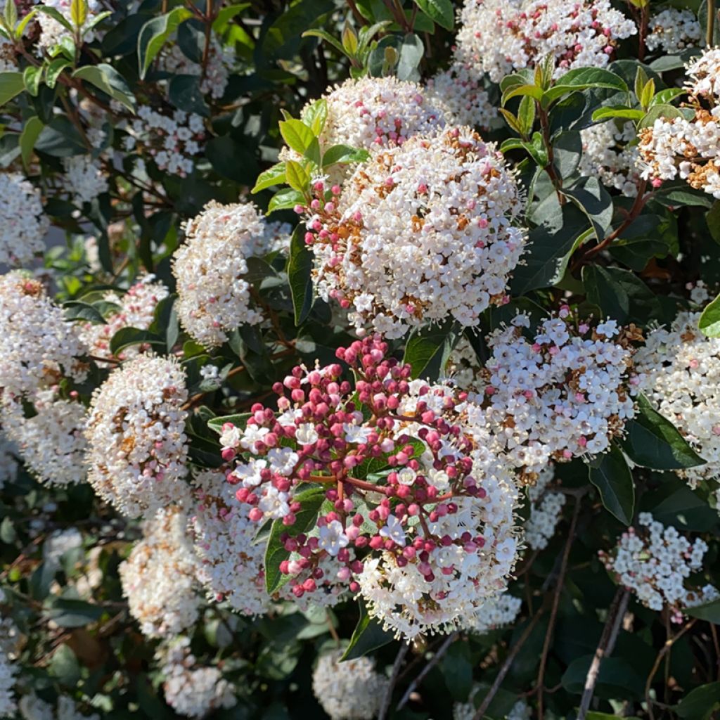 Viburnum tinus