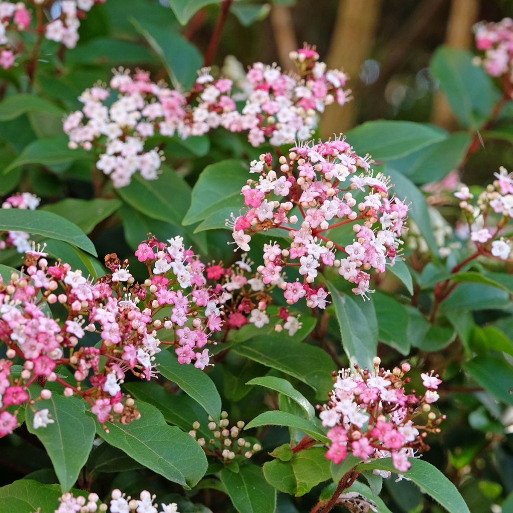 Viburnum tinus Gwenllian
