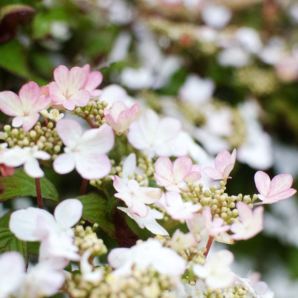 Viburnum plicatum Pinkawai