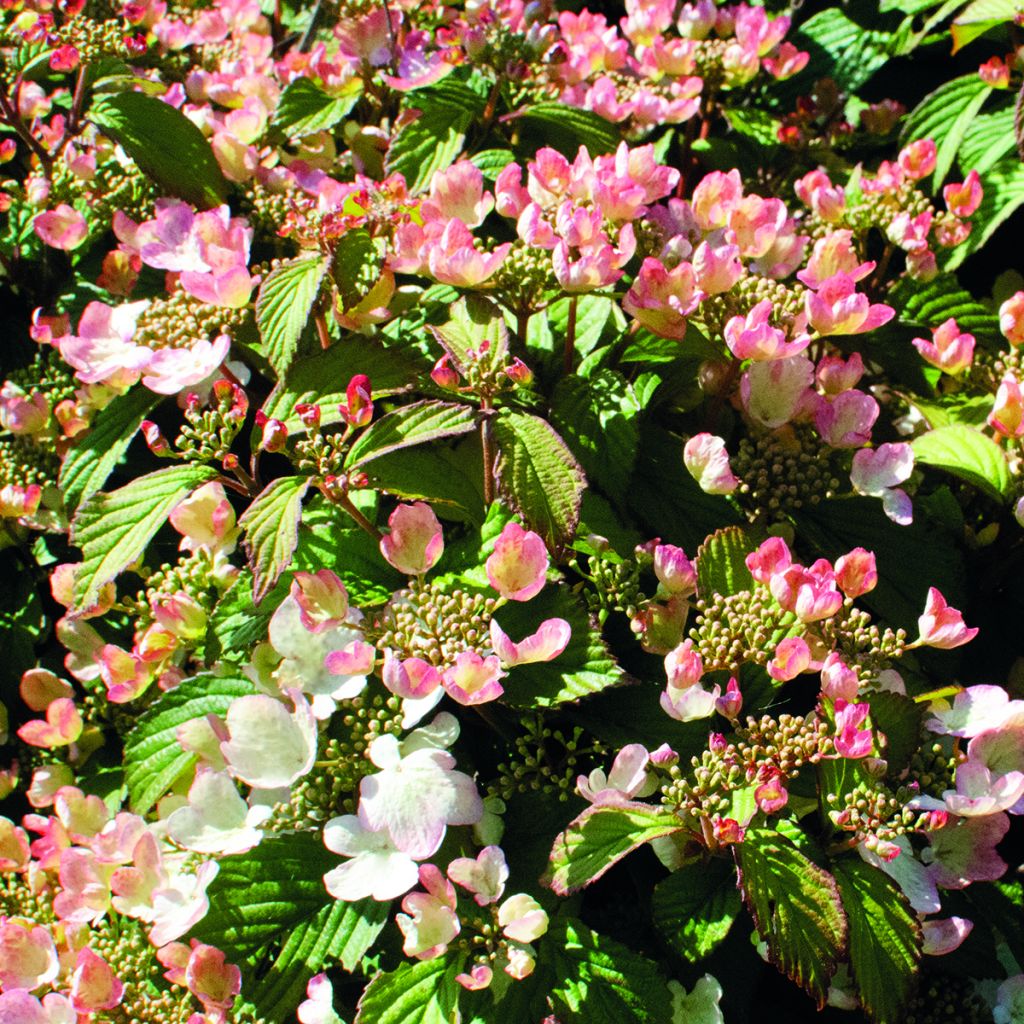 Viburnum plicatum Pinkimono