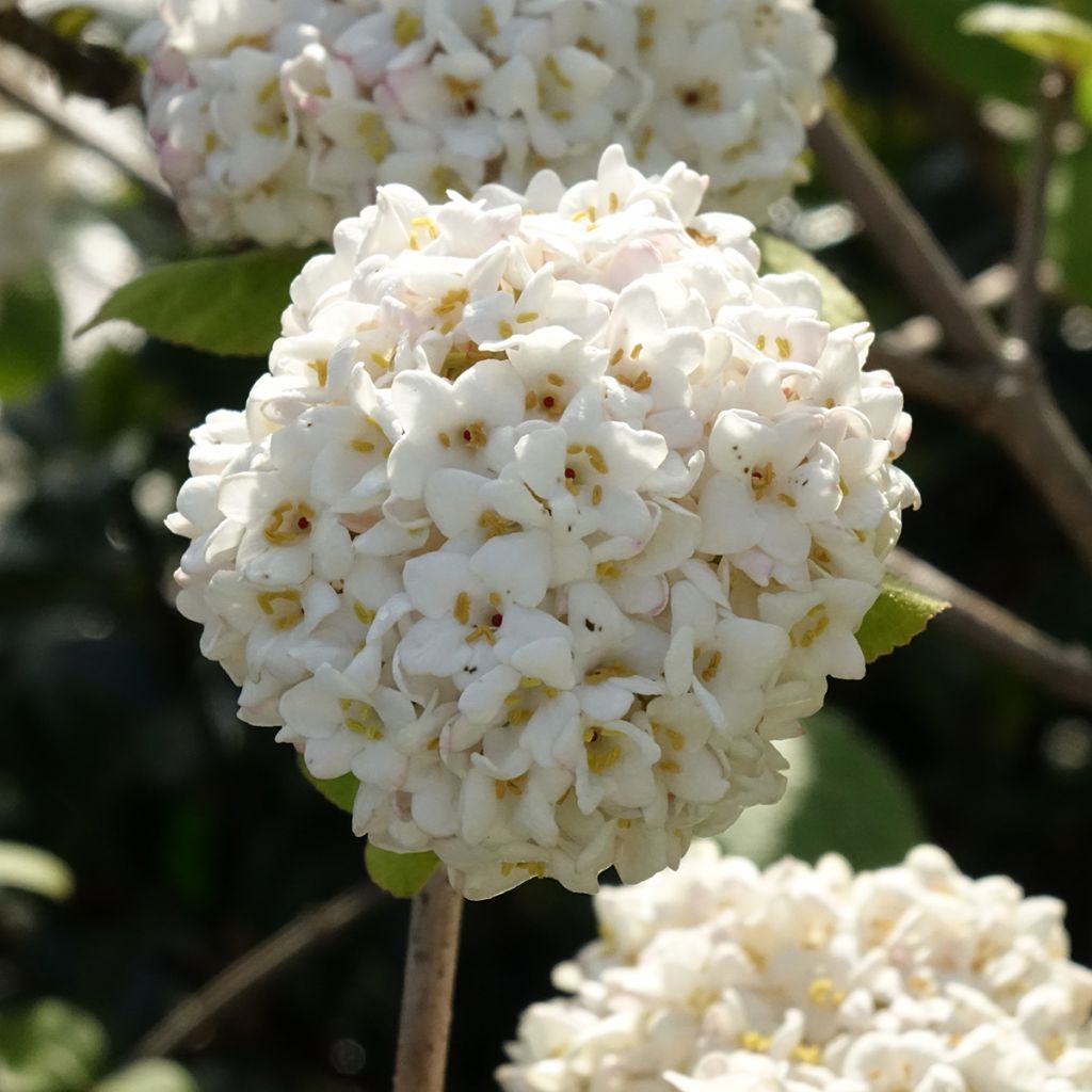 Viburnum carlcephalum