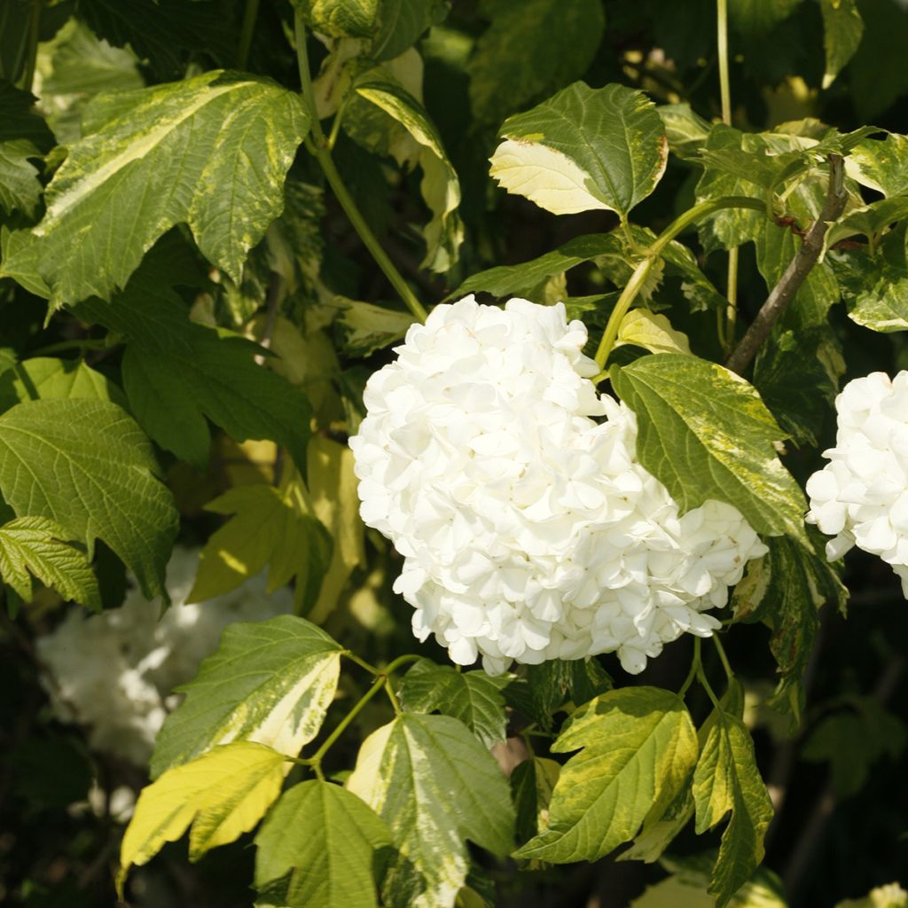 Viburnum opulus Pechcin - Oppio