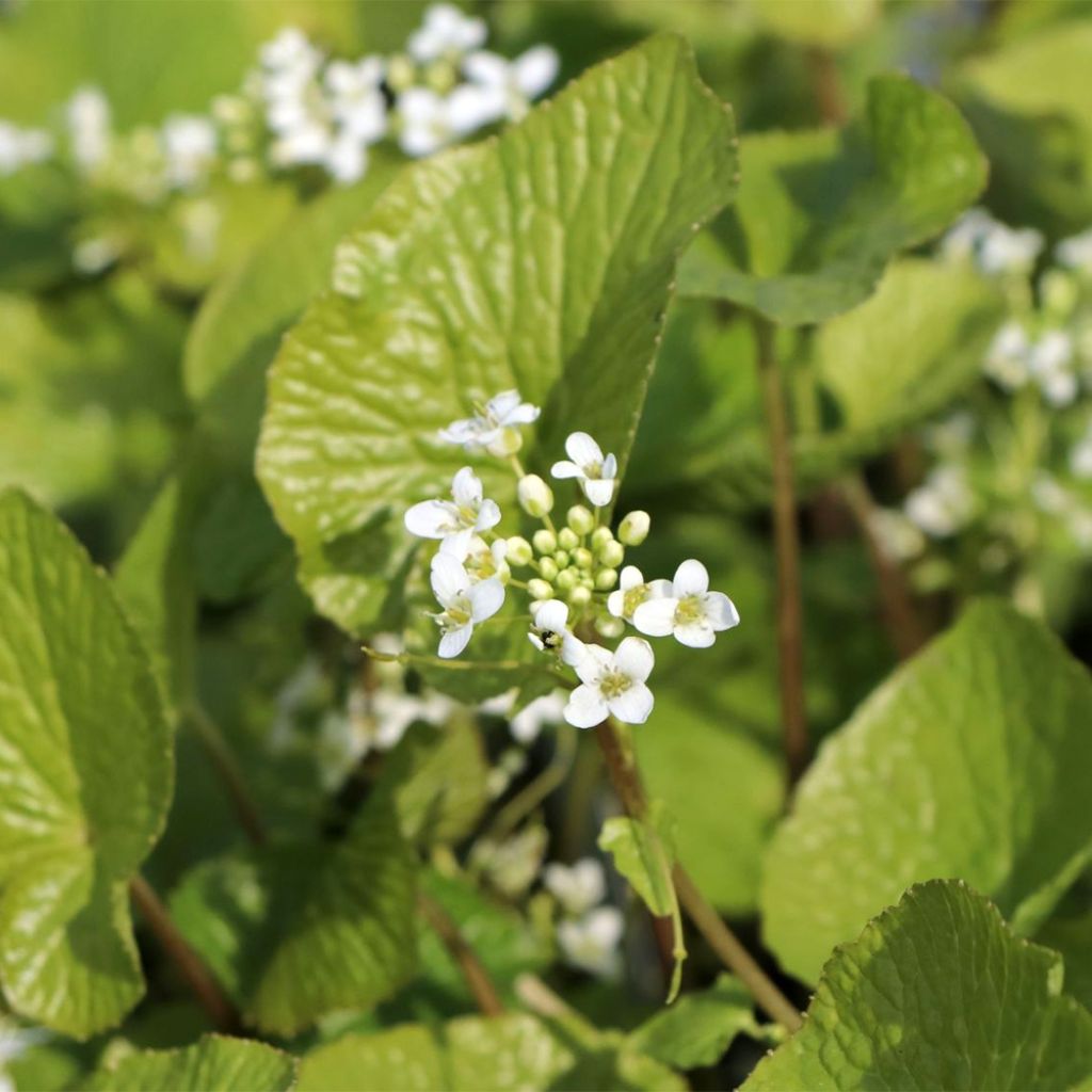 Wasabi japonica