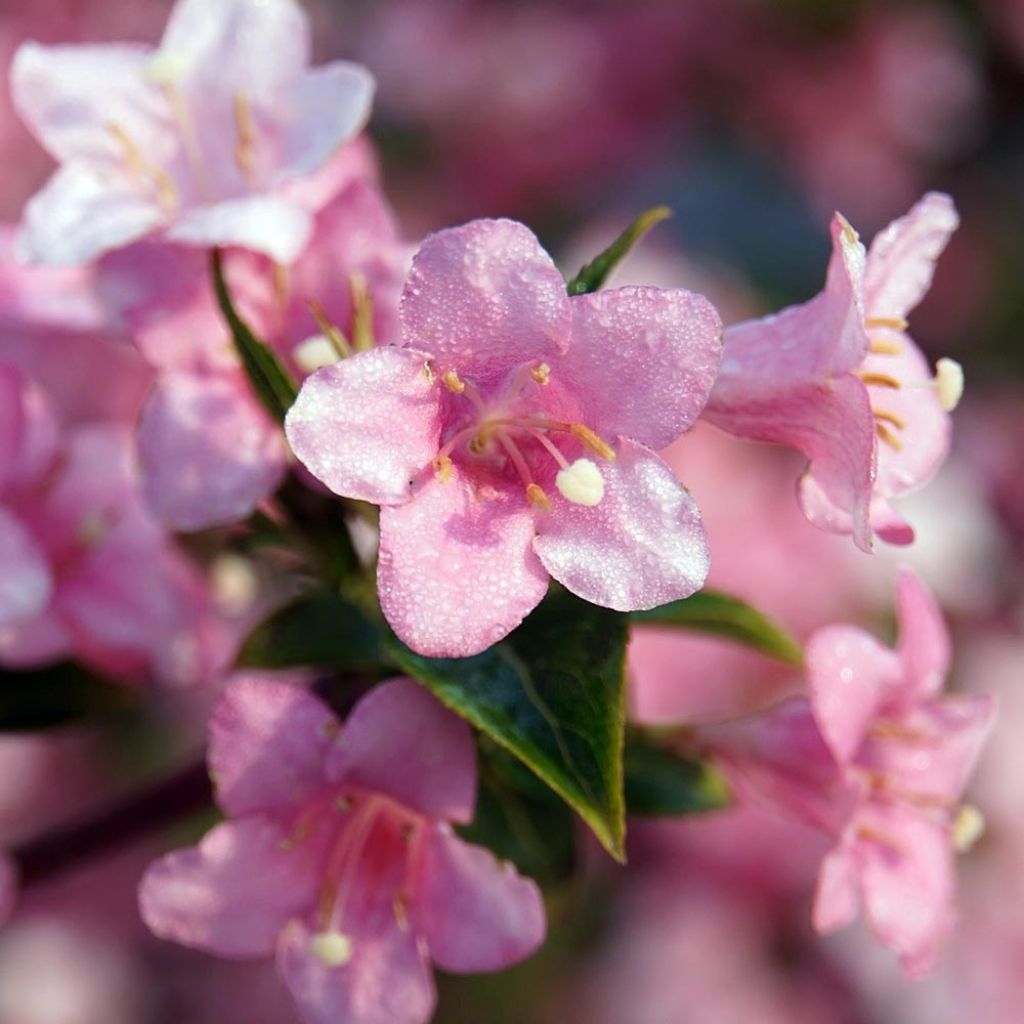 Weigelia Rosea
