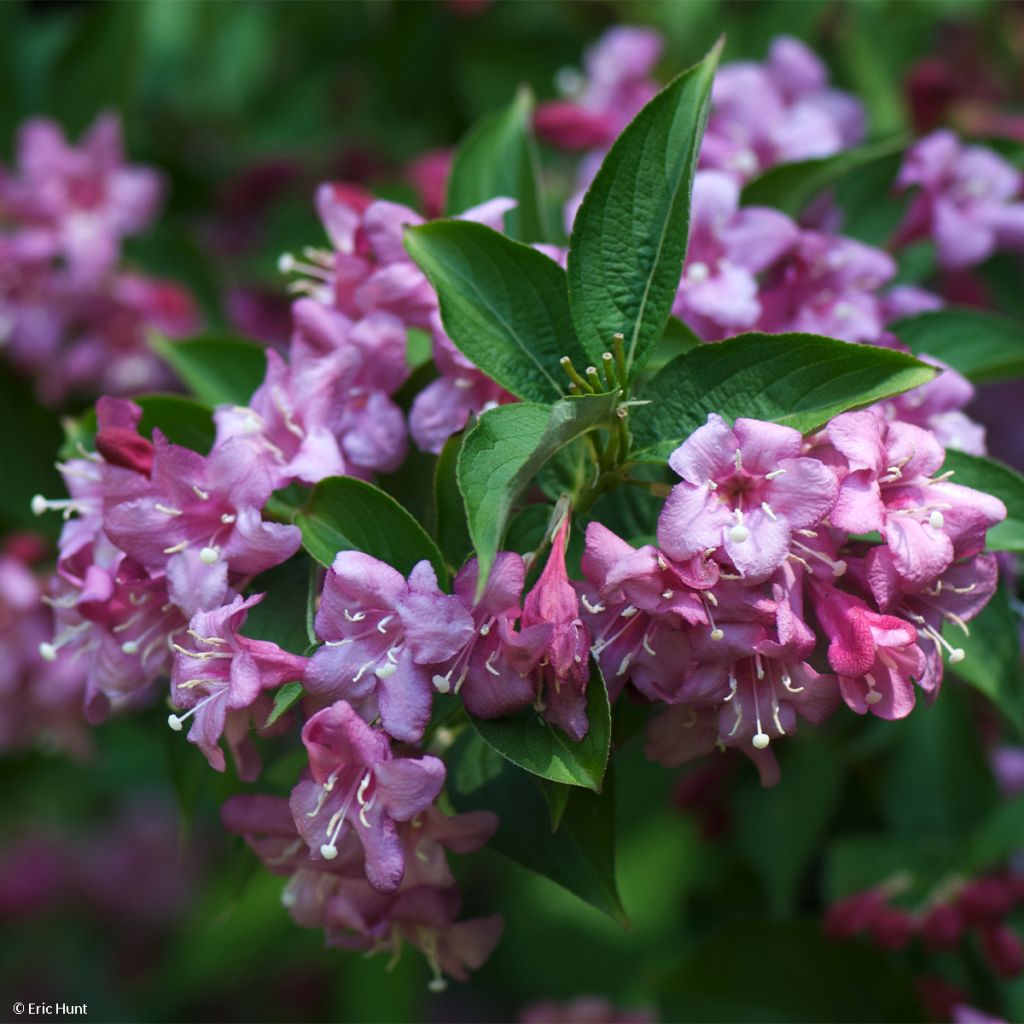 Weigelia Korea