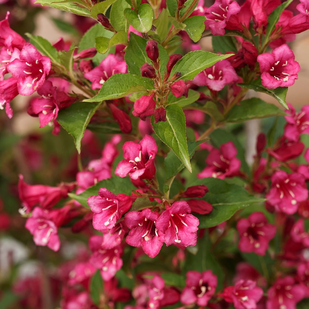 Weigelia Big Love