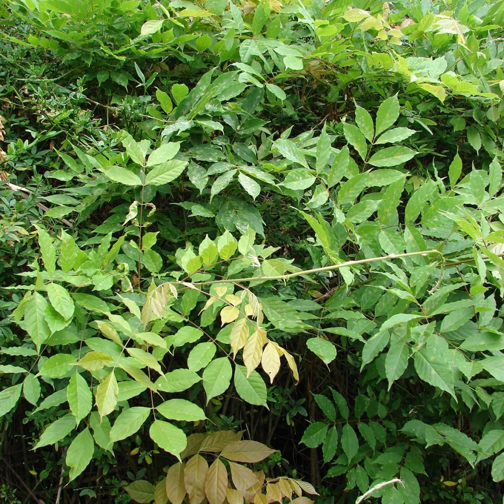 Glycine du Japon - Wisteria floribunda