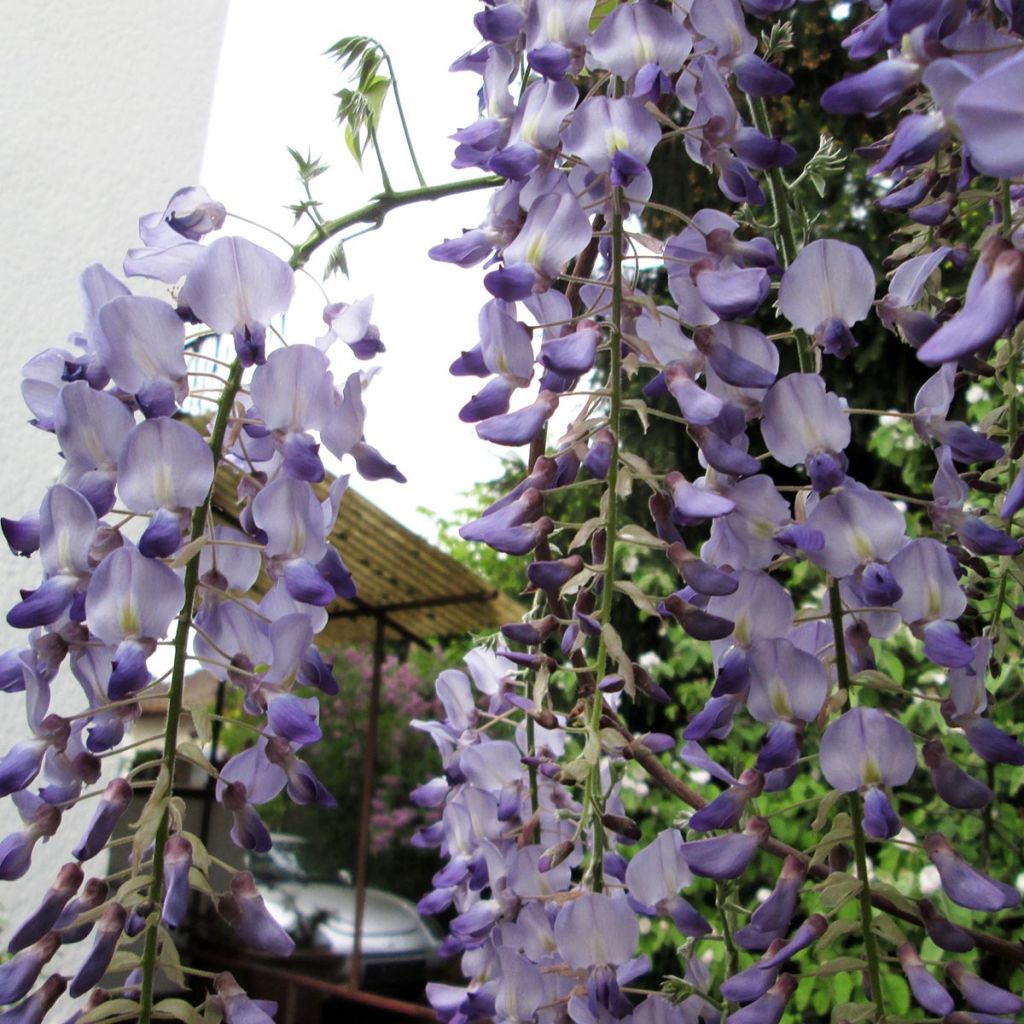 Glycine du Japon - Wisteria floribunda