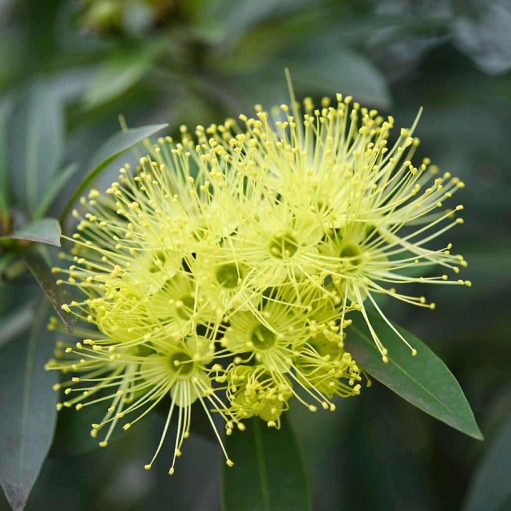 Xanthostemon chrysanthus - Golden Penda