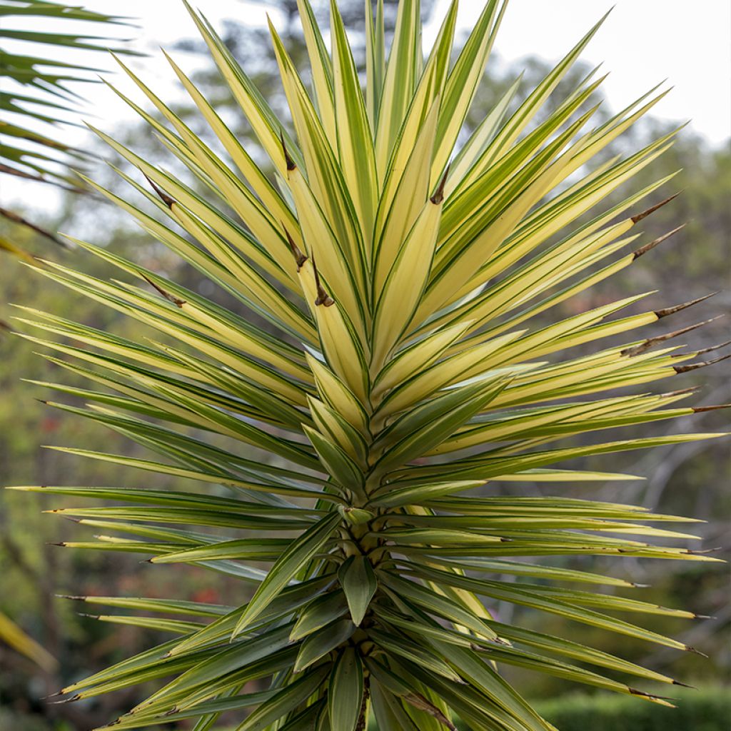 Yucca aloifolia variegata