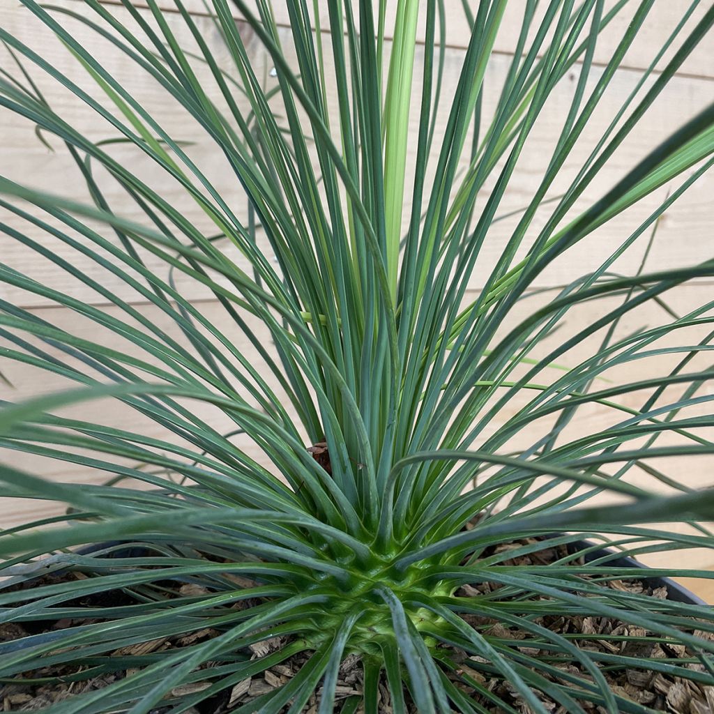 Yucca linearis Cascade