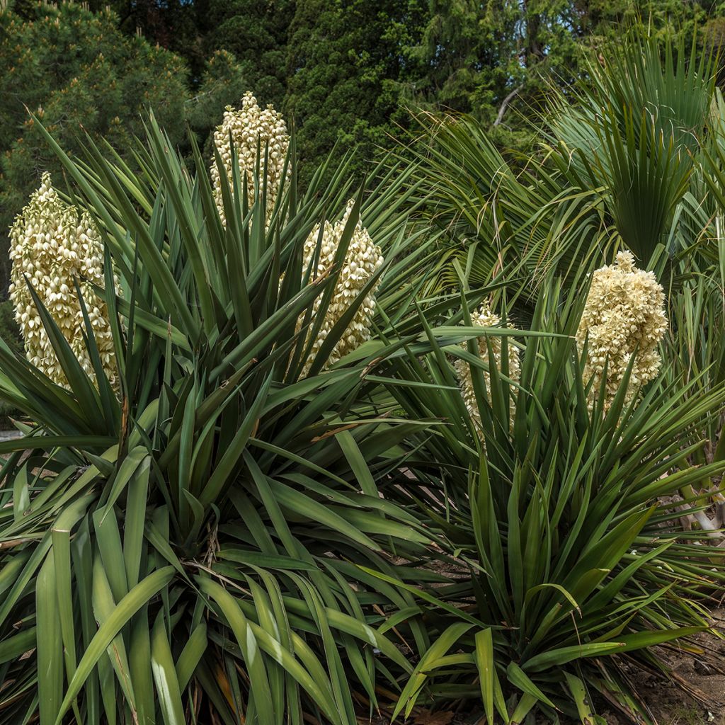 Yucca gloriosa