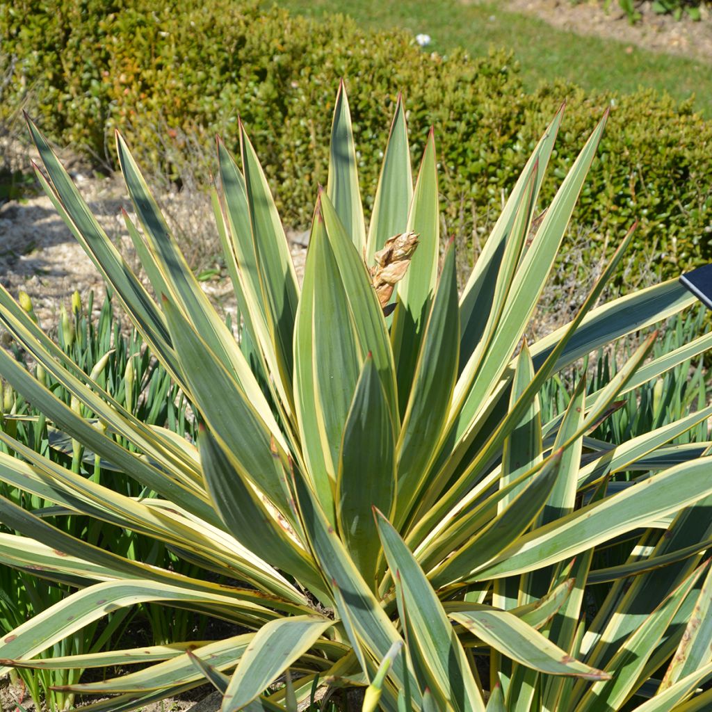 Yucca gloriosa Variegata
