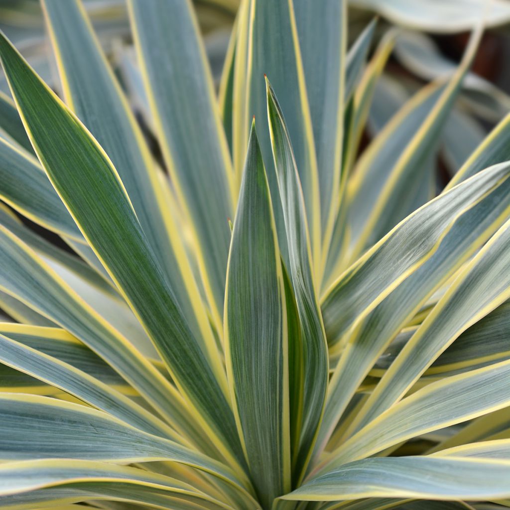 Yucca gloriosa Variegata