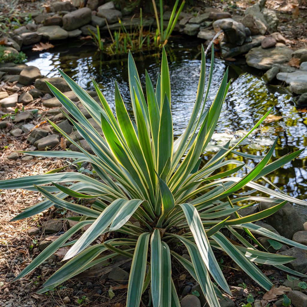 Yucca gloriosa Variegata