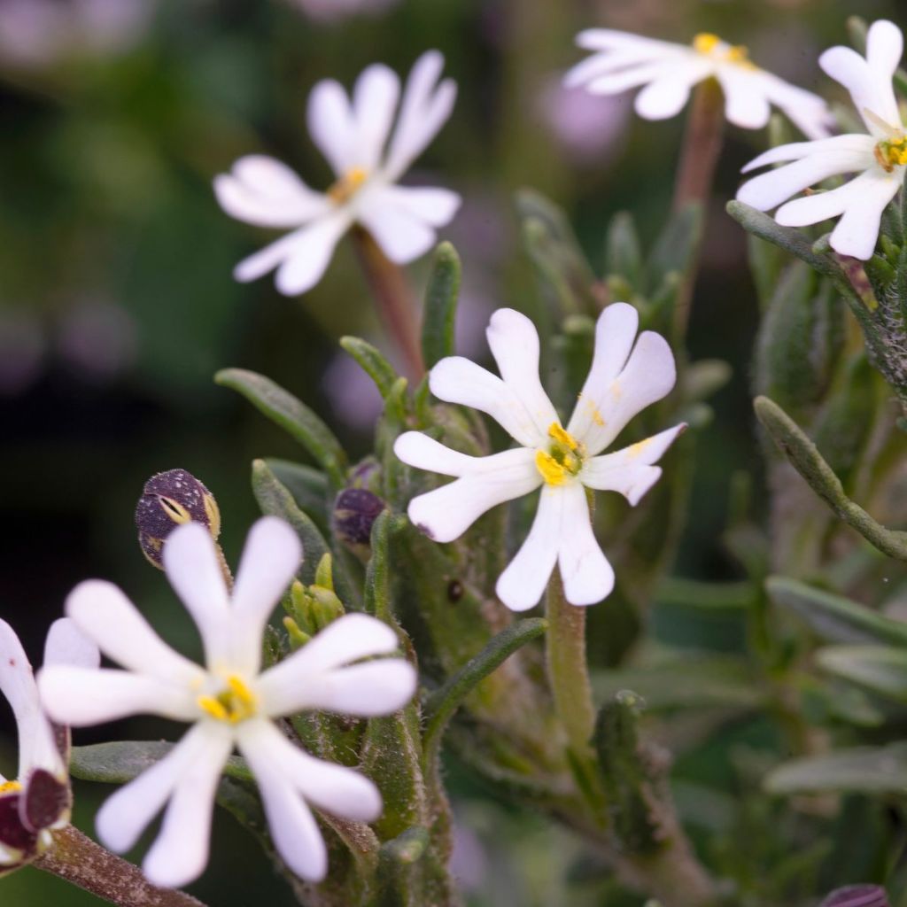 Zaluzianskya capensis