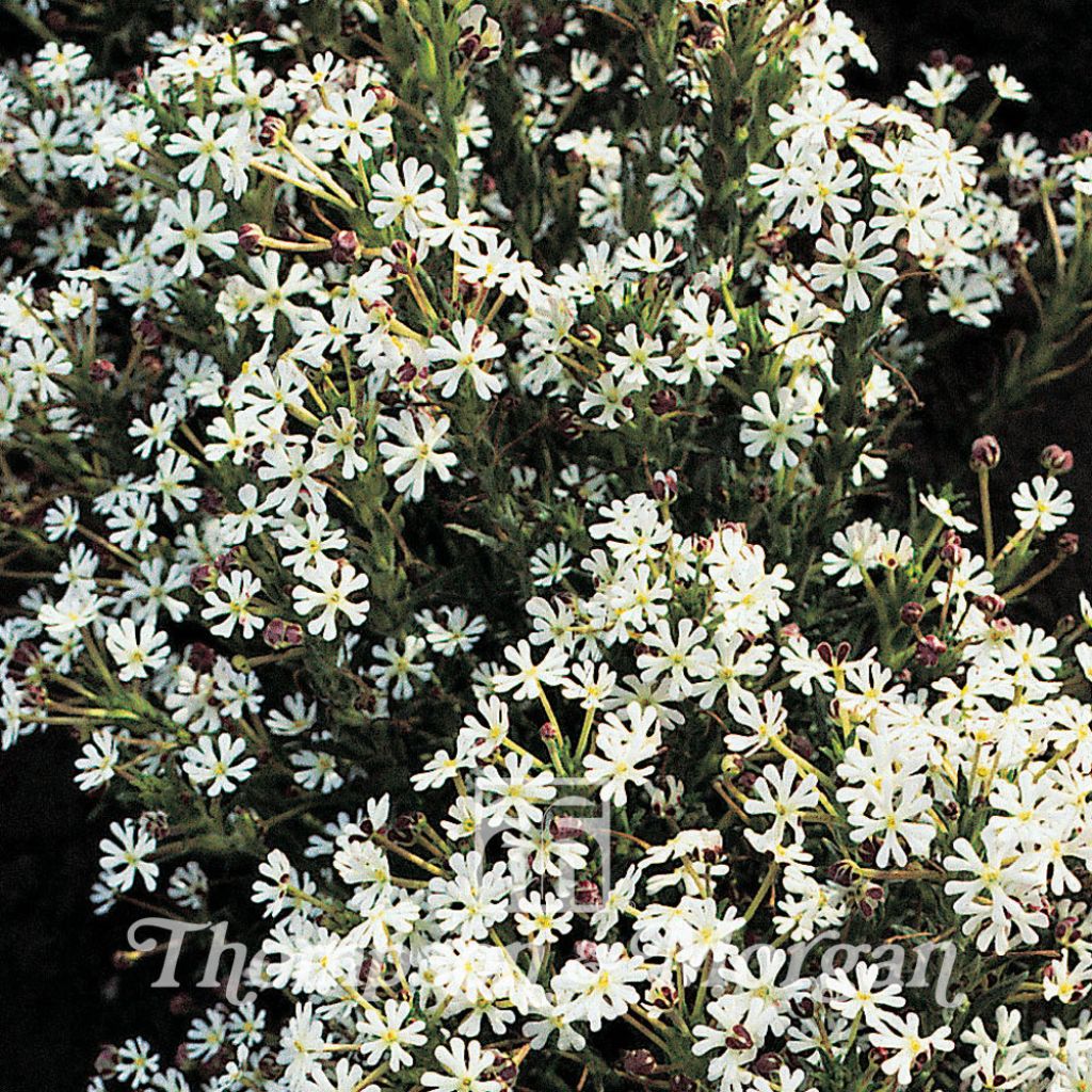 Zaluzianskya Capensis