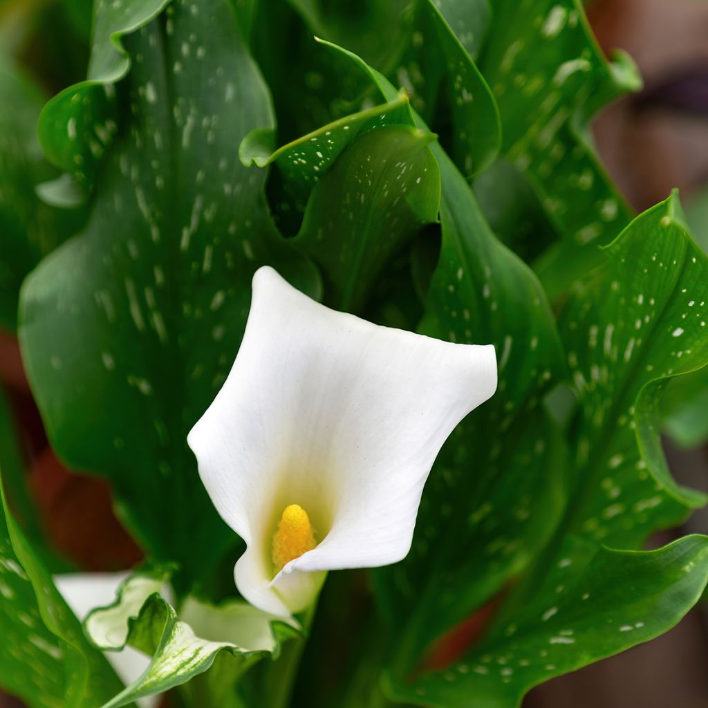 Zantedeschia aethiopica Prince Amaël - Calla