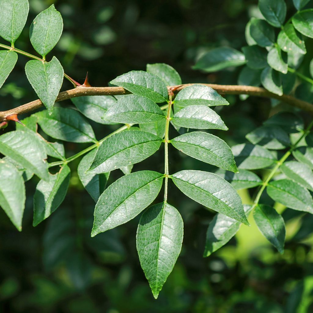 Zanthoxylum coreanum - Pepe coreano
