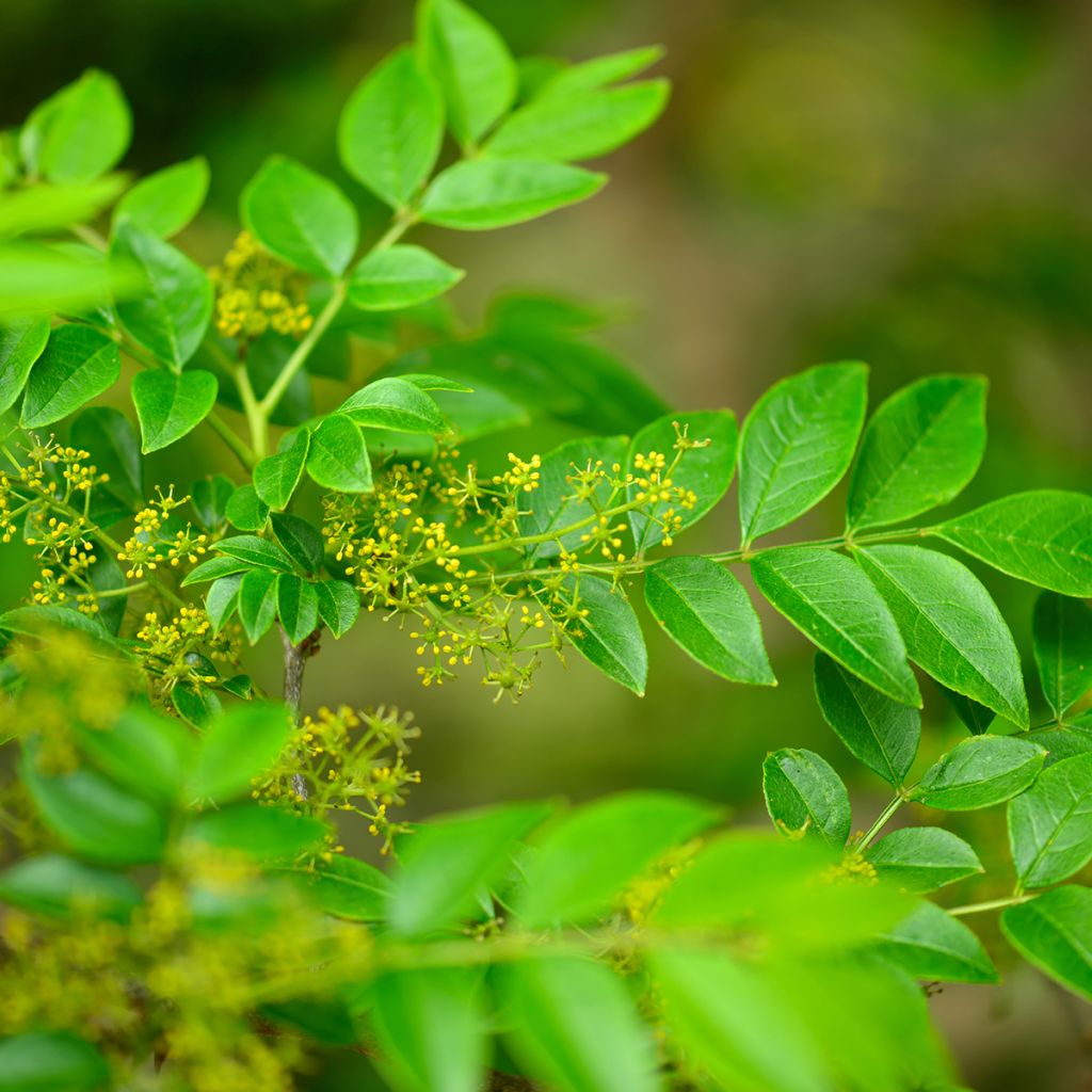 Zanthoxylum coreanum - Pepe coreano