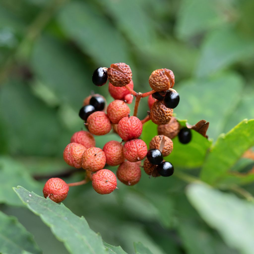 Zanthoxylum piperitum - Pepe di Sichuan