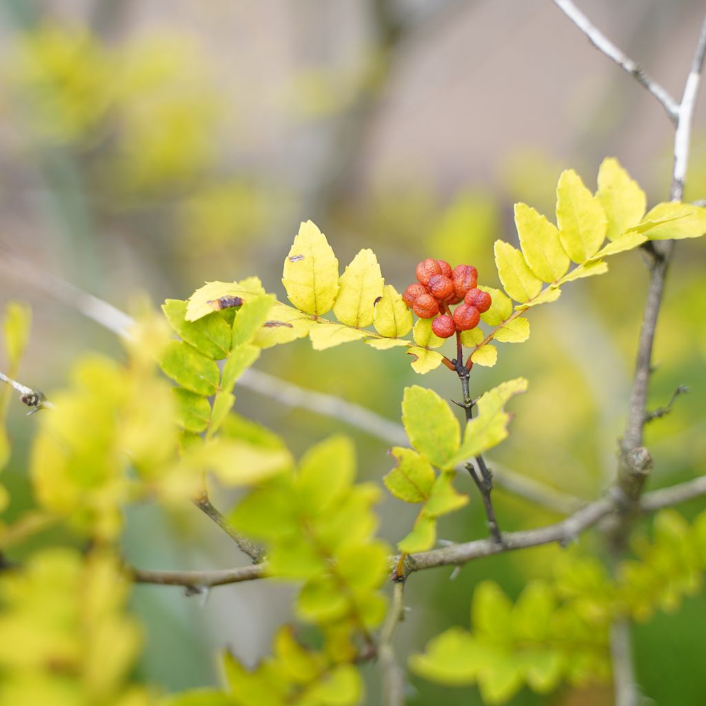 Zanthoxylum piperitum - Pepe di Sichuan
