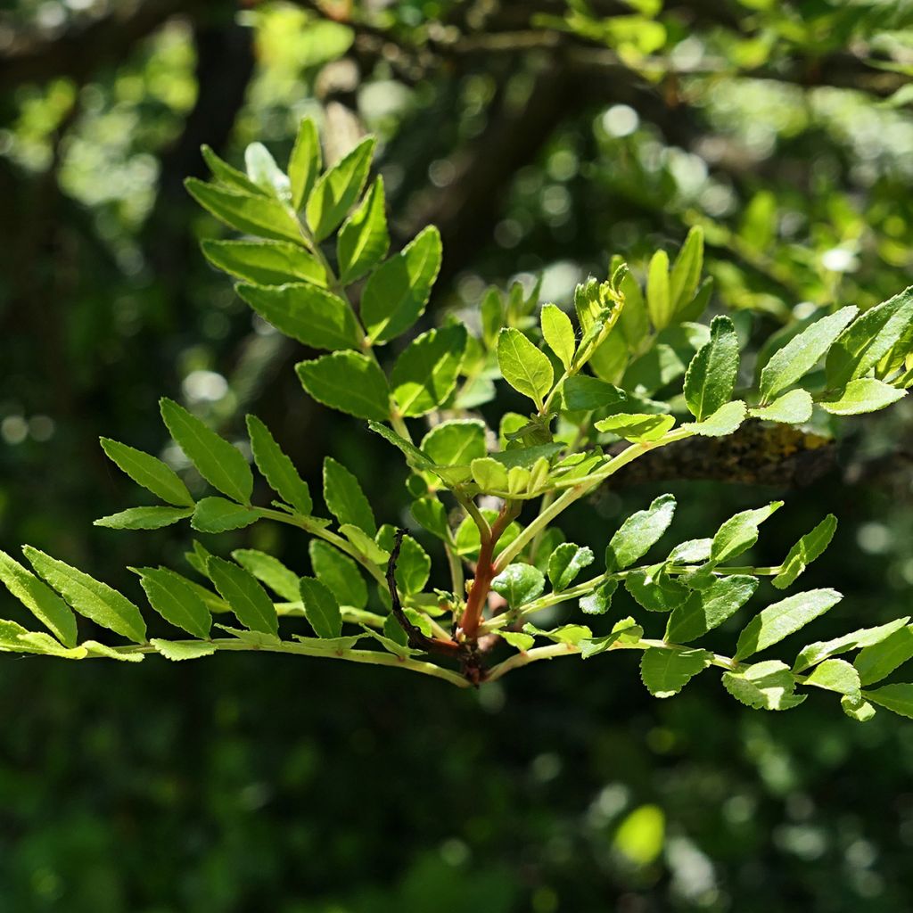 Zanthoxylum schinifolium - Pepe di Sansho
